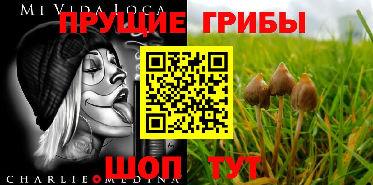 Мурино  Галлюциногенные грибы Psilocybine cubensis  купить наркотики цена  Вход с VPN 